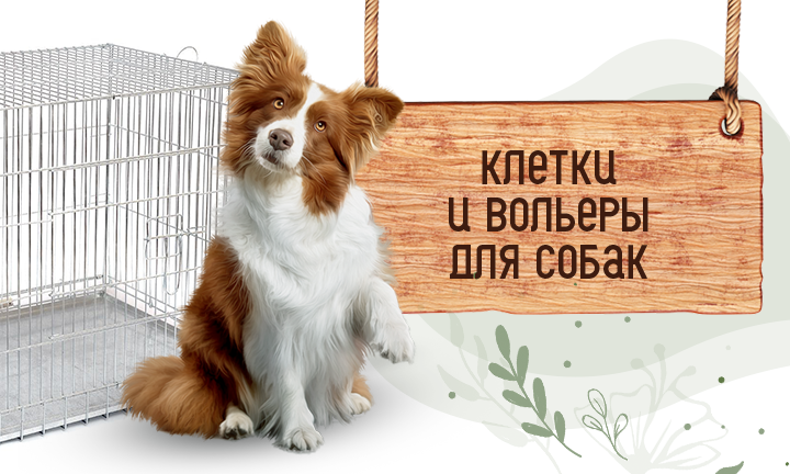 Линия 2 - клетки